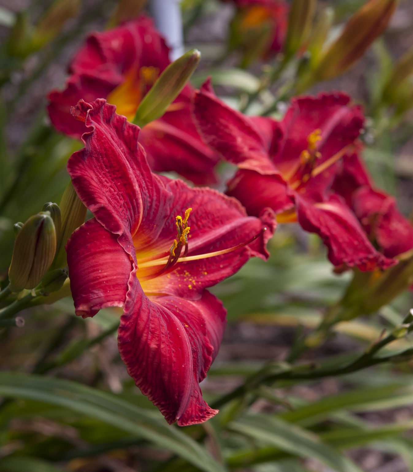 Davis Boxwood & Daylily Nursery